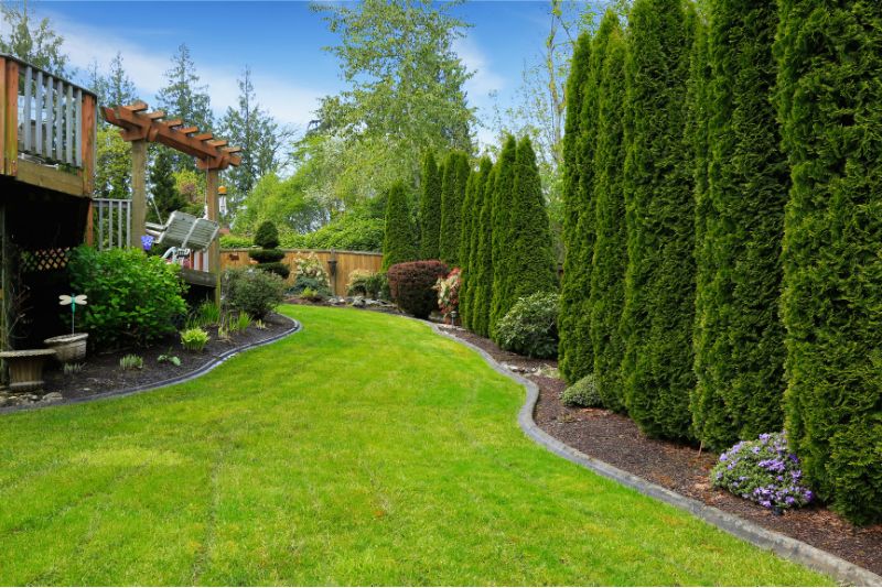 Long trees are seen on the backyard that have been uniformly trimmed. The ground has grass planted on it